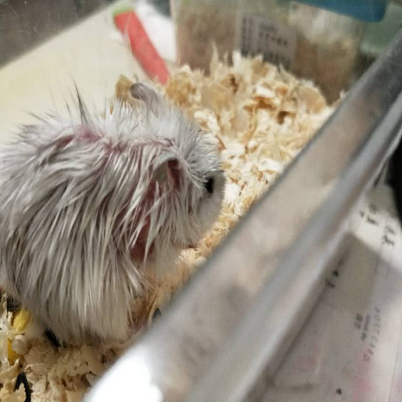 仓鼠越狱被老鼠咬了,防止仓鼠越狱的方法