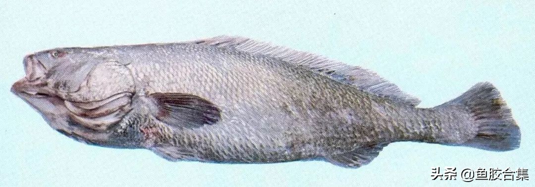 赤嘴鳘鱼胶,赤嘴鮸鱼鱼胶