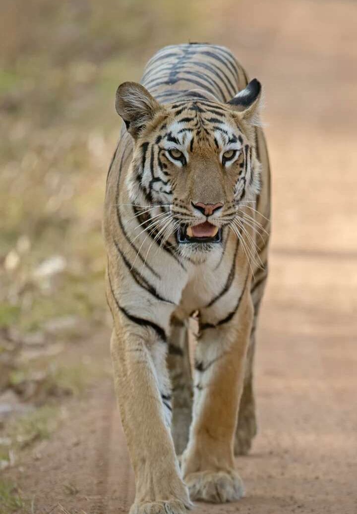 电热水器漏电漏保会跳闸吗,家装暗线漏电导致漏保开关跳闸