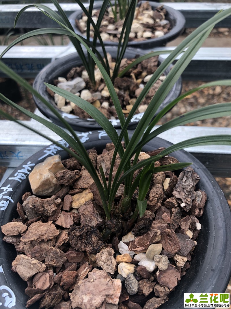 养兰花为什么“润”难掌握，如何找到润的平衡点，达到想要的润