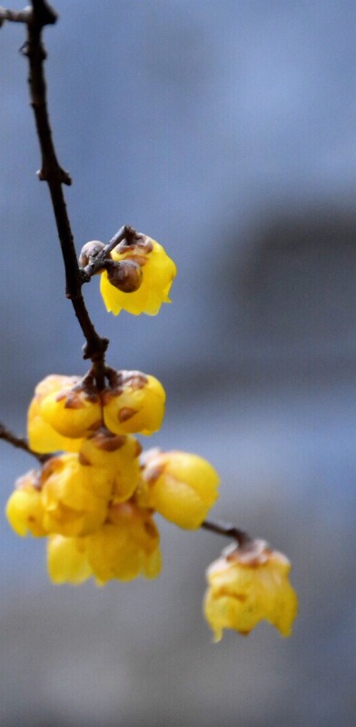 湖州晚报丨老梅虬影亦芳华