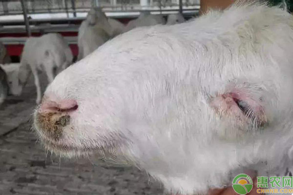 羊得口蹄疫好了后还会得病么,羊打口蹄疫过敏最快解决办法