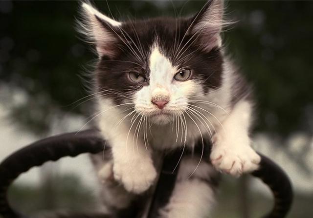 2个月幼猫刚到家不吃不喝,2个月幼猫刚到家不拉屎