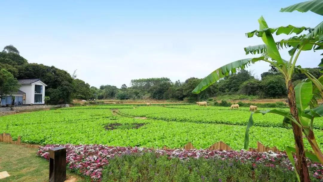 惠州秋长谷民宿推荐,惠州这家最有格调稻田民宿