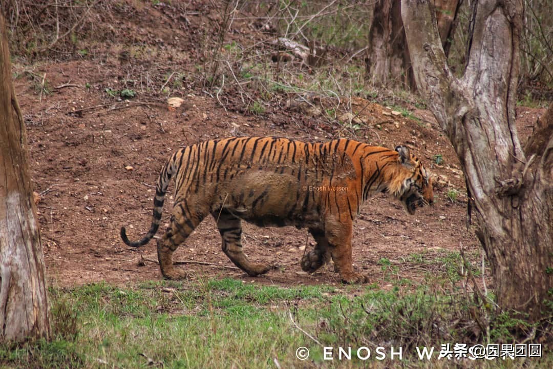 虎王拉贾孩子,虎王拉贾儿子怎么死的