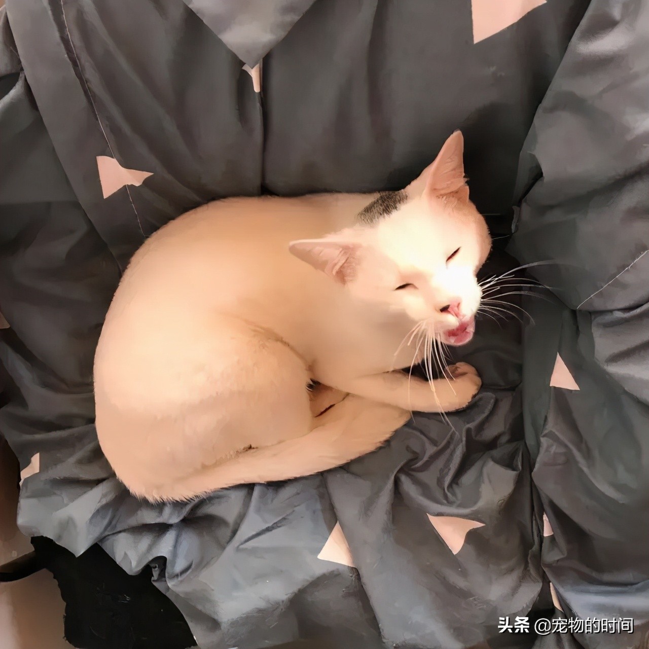 猫跑丢了怎么办猫会自己回来吗,农村猫丢了找猫的窍门