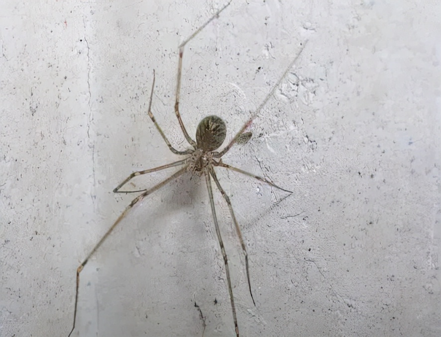 十种家里出现的虫子,家里出现的虫子有哪些