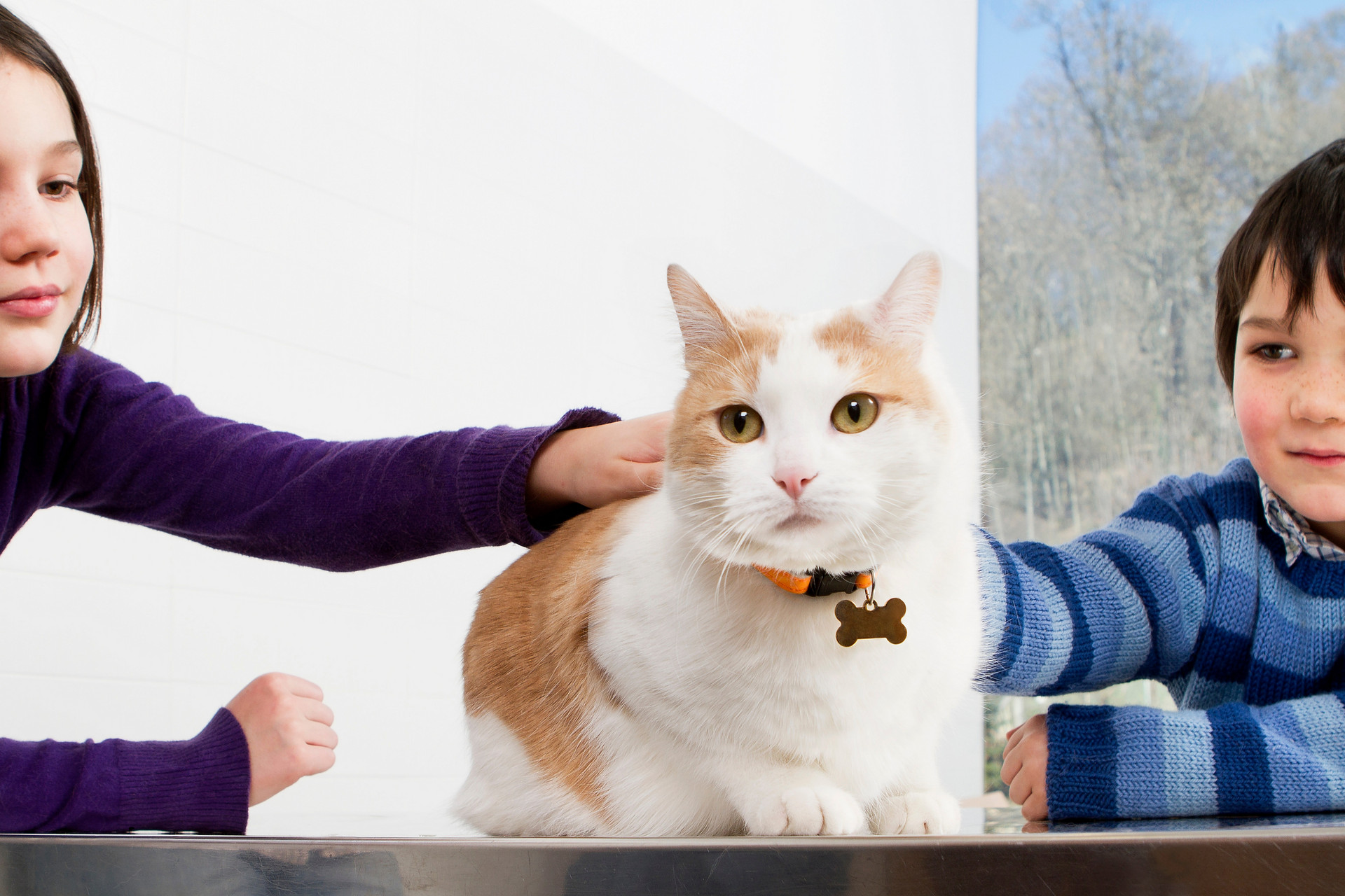 春天到了猫咪总想往外跑怎么办,春天猫闹怎么办
