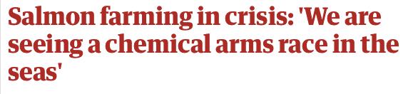 外媒曝光了挪威三文鱼养殖真相吗,挪威三文鱼养殖罪恶新闻