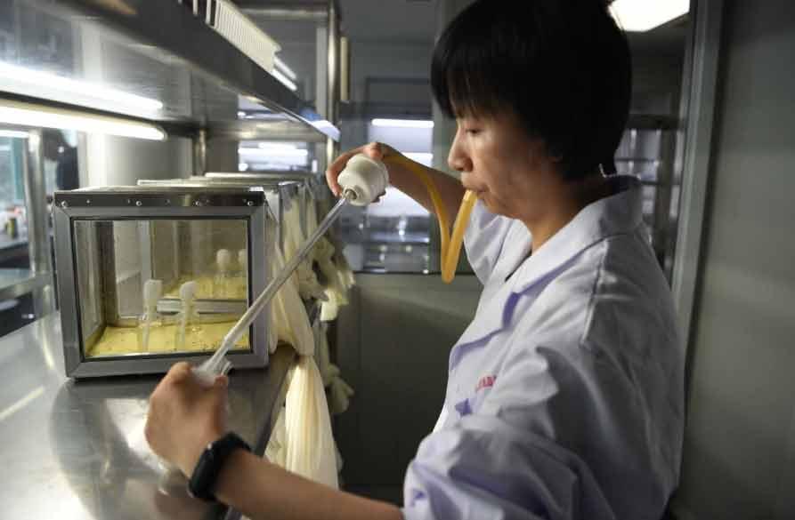 全球约80种疾病通过蚊子传播！有一群人专业养蚊子