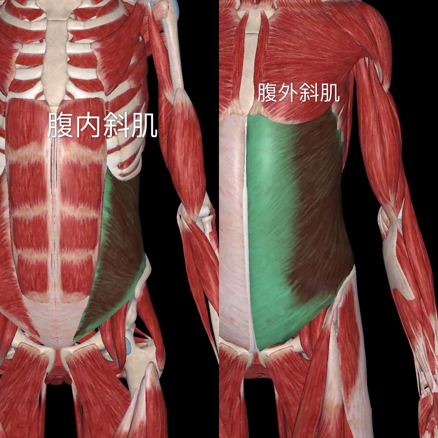 如何瘦肚子练腹肌练马甲线,肚子上有赘肉练马甲线的方法
