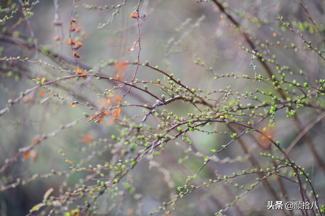 就趁现在，花园最忙碌的季节|园丁