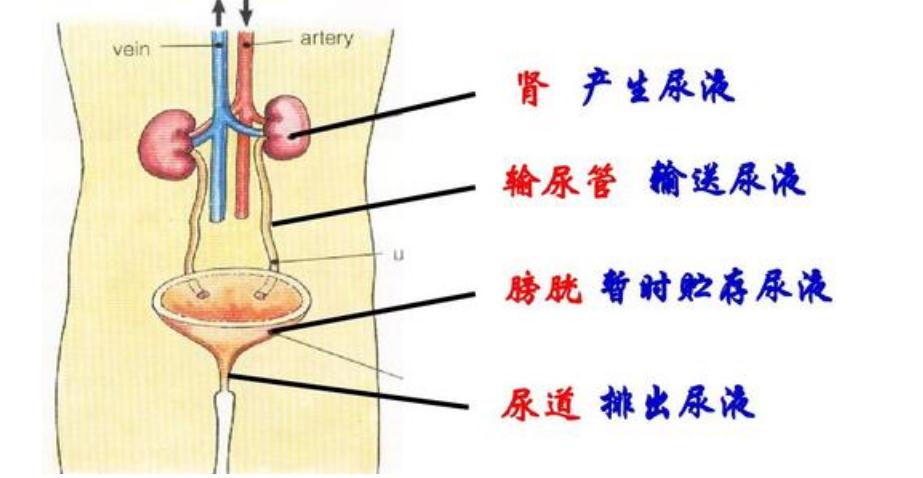 尿蛋白是怎么回事啊,尿蛋白是怎么回事能危及生命吗