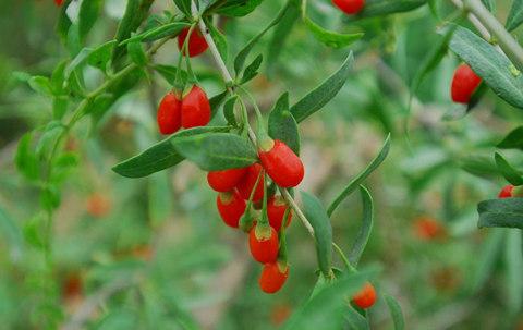 枸杞种植栽培技术视频,枸杞种植栽培技术