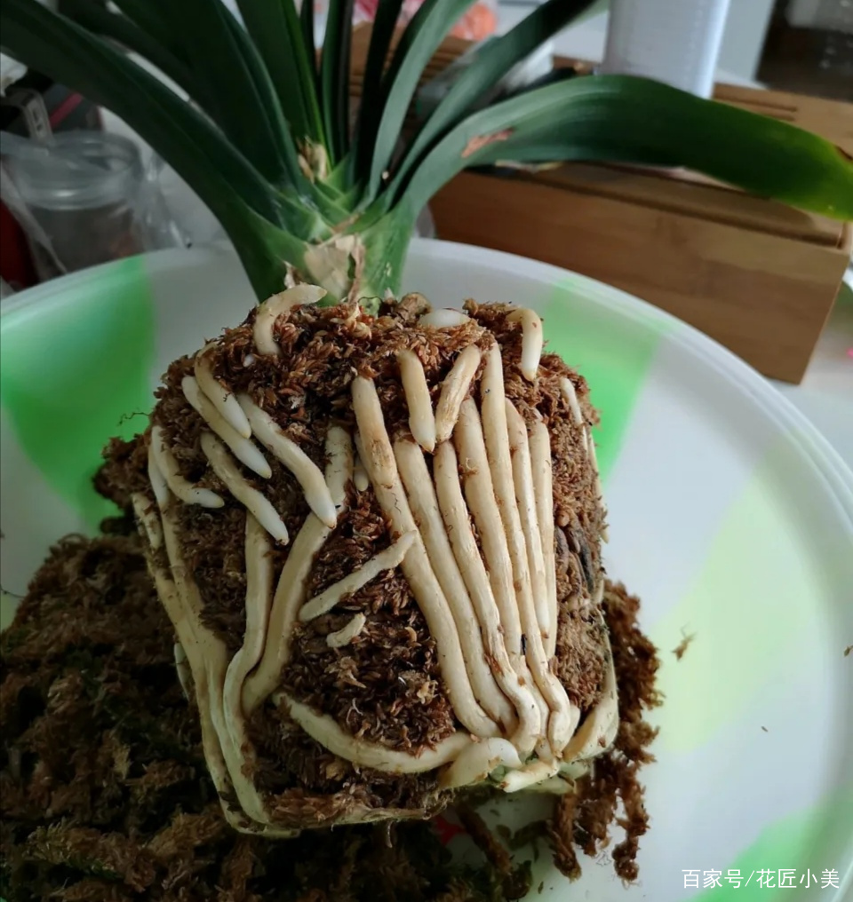 君子兰如何才能养得更茂盛,君子兰怎么养才能长直