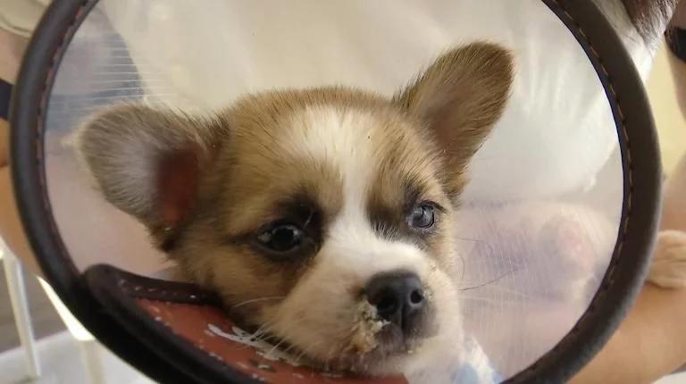 小狗被主人用502灌鼻子,小狗被灌502胶水