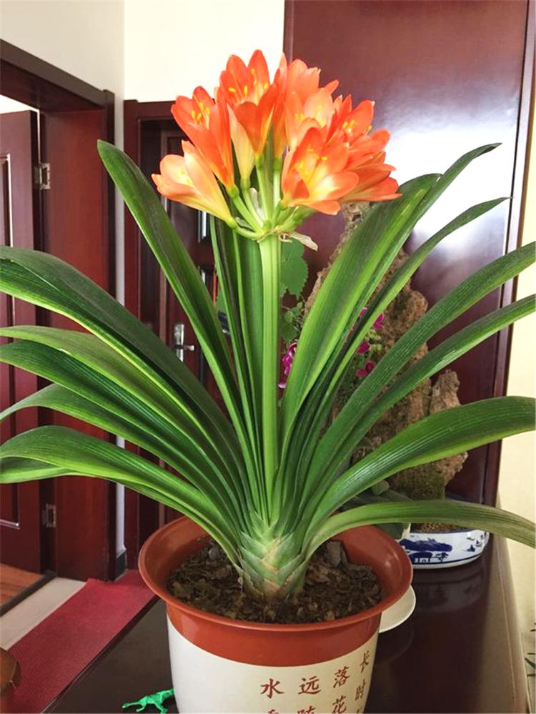 入夏君子兰小苗烂根如何处理,入夏君子兰如何换盆