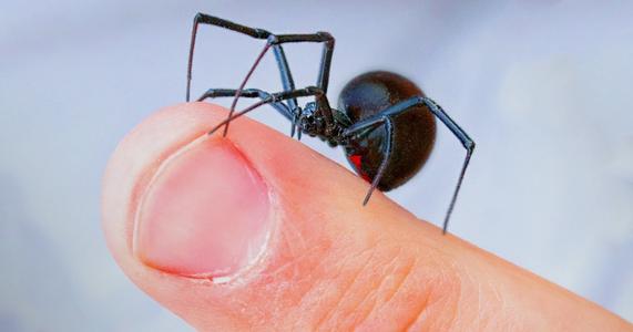 黑寡妇蜘蛛的毒液是不是毒不死人,世界上各种毒液蜘蛛哪个最厉害