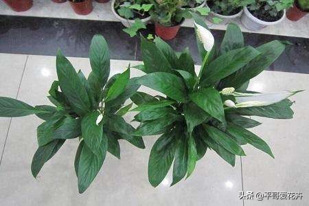 一帆风顺叶子发蔫怎么补救水培,一帆风顺黄叶怎么补救最快方法
