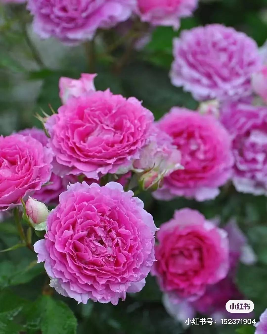 获得worldrose的12款月季品种,露台月季品种推荐