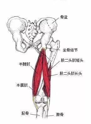 被你冷落的腘绳肌，也许是你能够无伤运动、提升运动表现的关键
