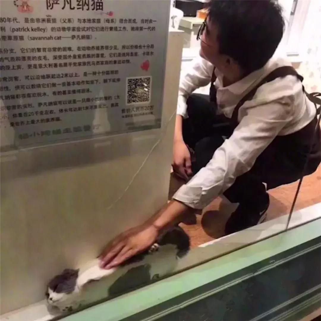猫咪为躲吸猫人群藏在角落，店员将其拖出后，猫脸上满是不情愿！