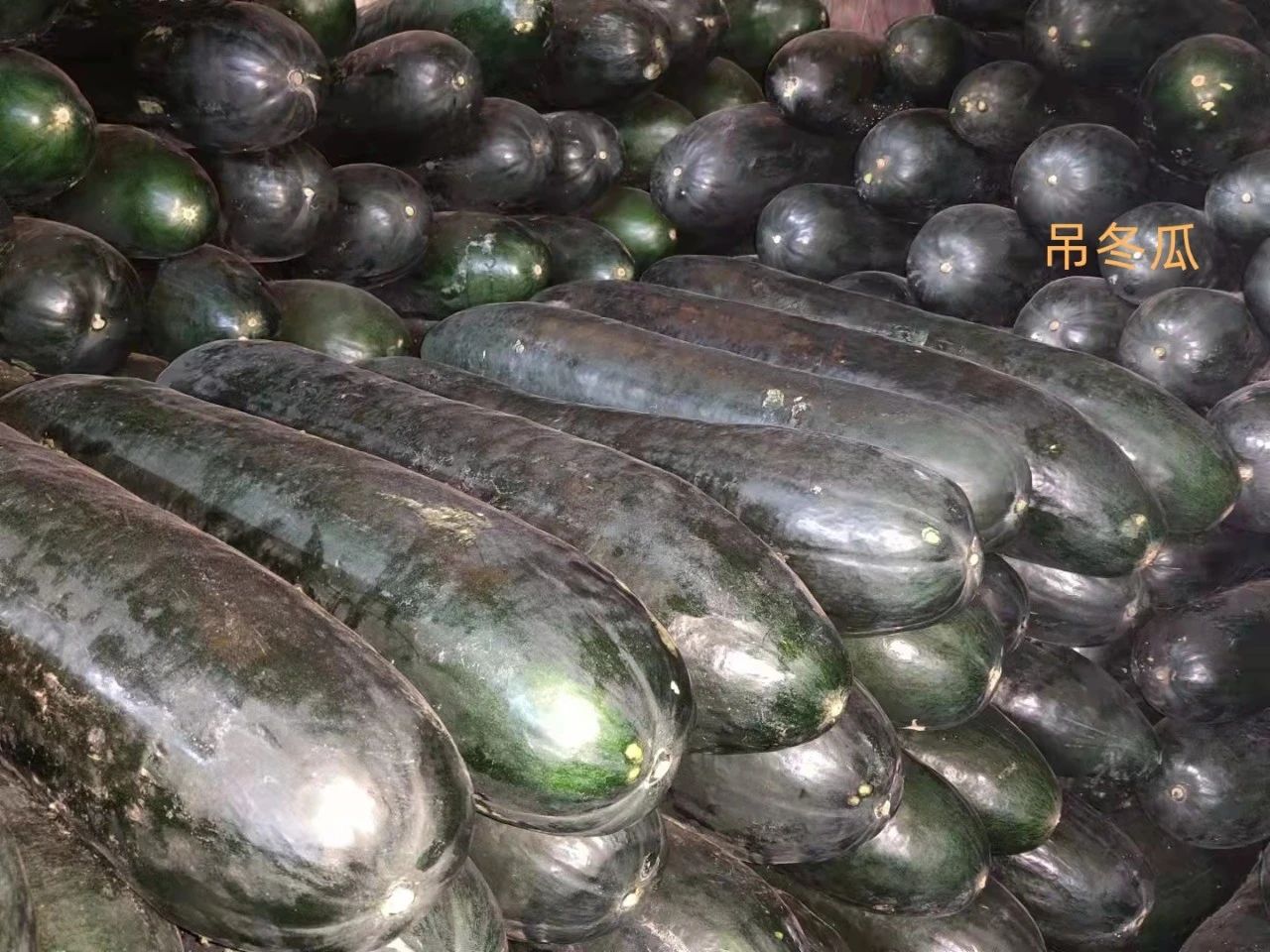 今年冬瓜行情分析,冬瓜价格呈上涨趋势