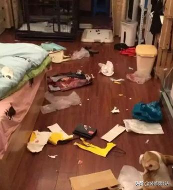 养猫拆家完整视频,拆家猫的日常