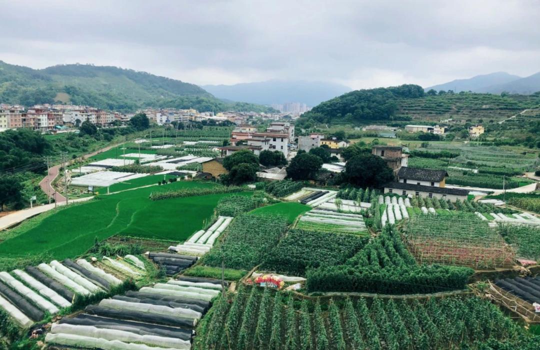招募|穿过四季跑进福建，这一次跟着村跑去邂逅永春红