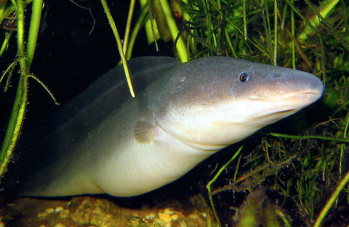 极具攻击性的观赏鱼有哪些,常见的攻击性强的观赏鱼