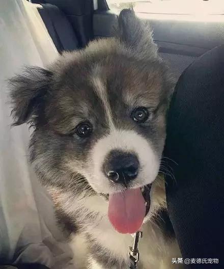 狗中三傻阿拉斯加萨摩耶,哈士奇阿拉斯加萨摩耶宠物秀