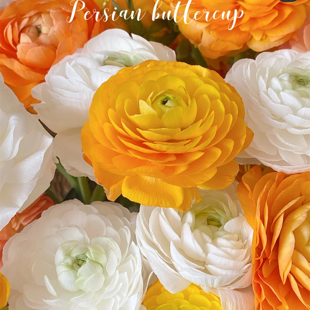 野冬青花材,畅销花卉绿植排行榜前十名