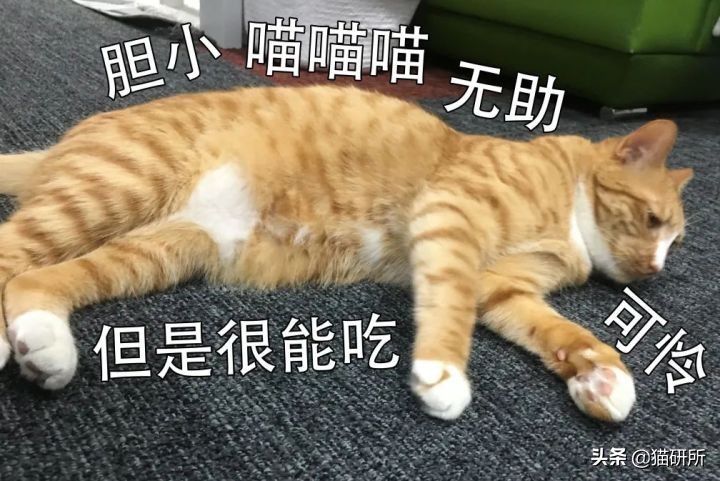 猫咪为什么老是叫讨食,猫咪为什么总是嗯嗯的叫