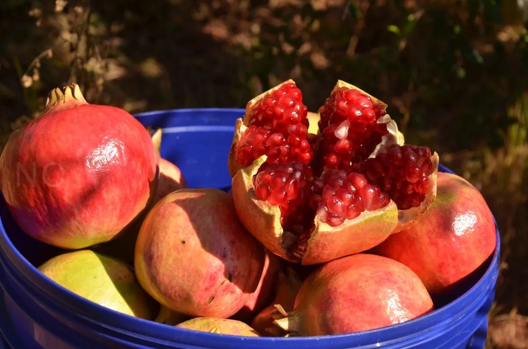 吃石榴不吐皮,吃石榴不吐籽的石榴