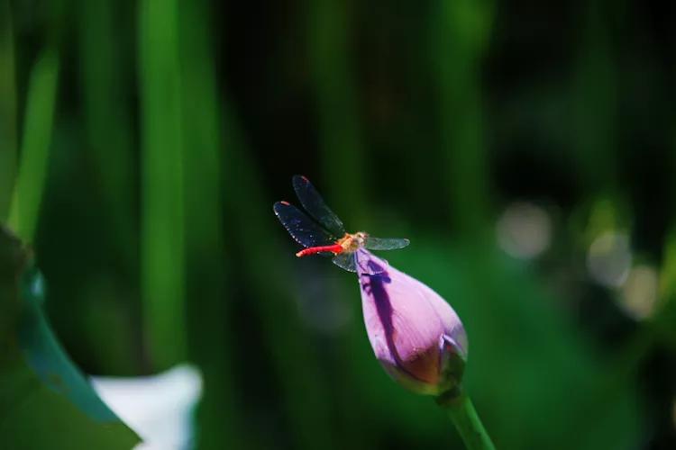 尼康入门单反,单反快速入门攻略