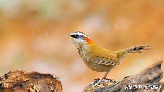 鸟类的拍摄技巧,鸟类摄影要掌握这些技巧知识