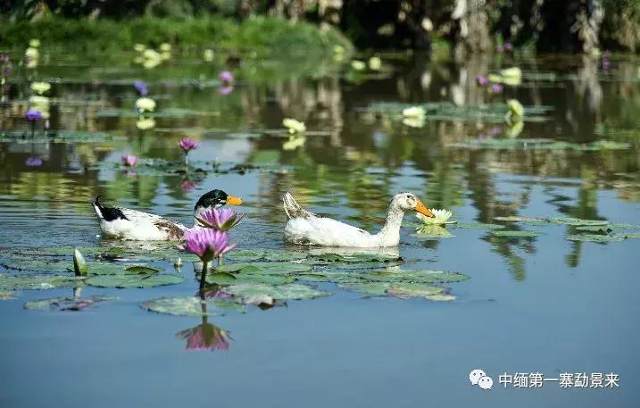 泰国顶级睡莲博士Dr.Nopchai版纳行，被勐景来圈粉