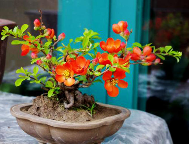 花土里小飞虫怎么彻底清除,花土里的黑色飞虫怎么消灭