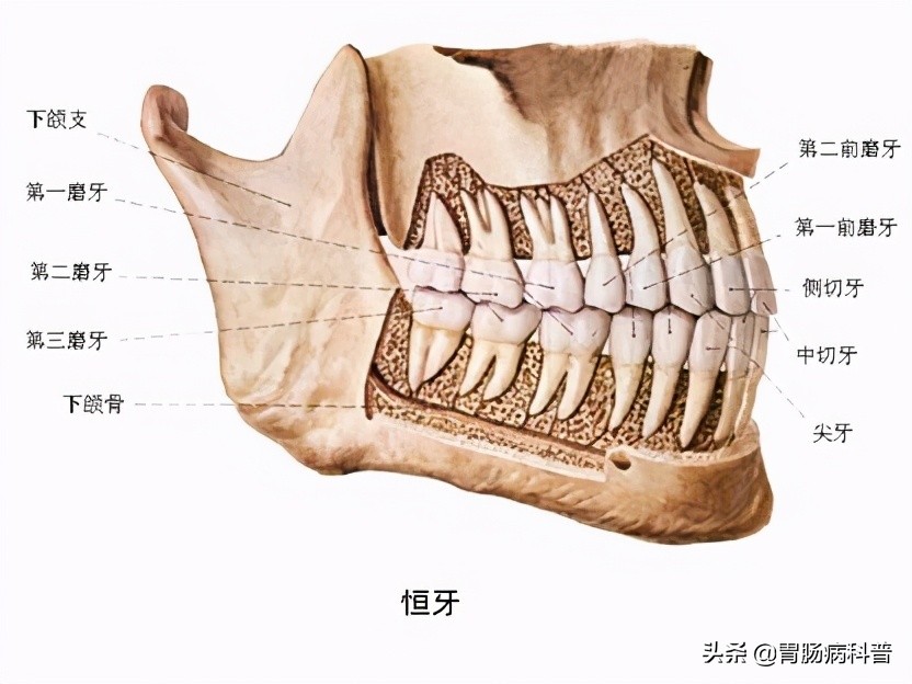消化系统解剖图视频,消化系统解剖图手绘简单
