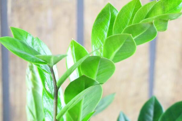 金钱树有虫子怎么处理,金钱树土壤里有小白虫怎么治