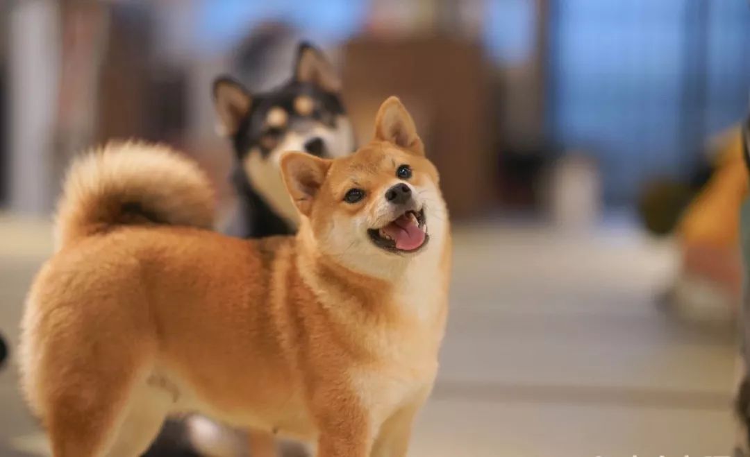 2019宠物排名,2022宠物排行榜