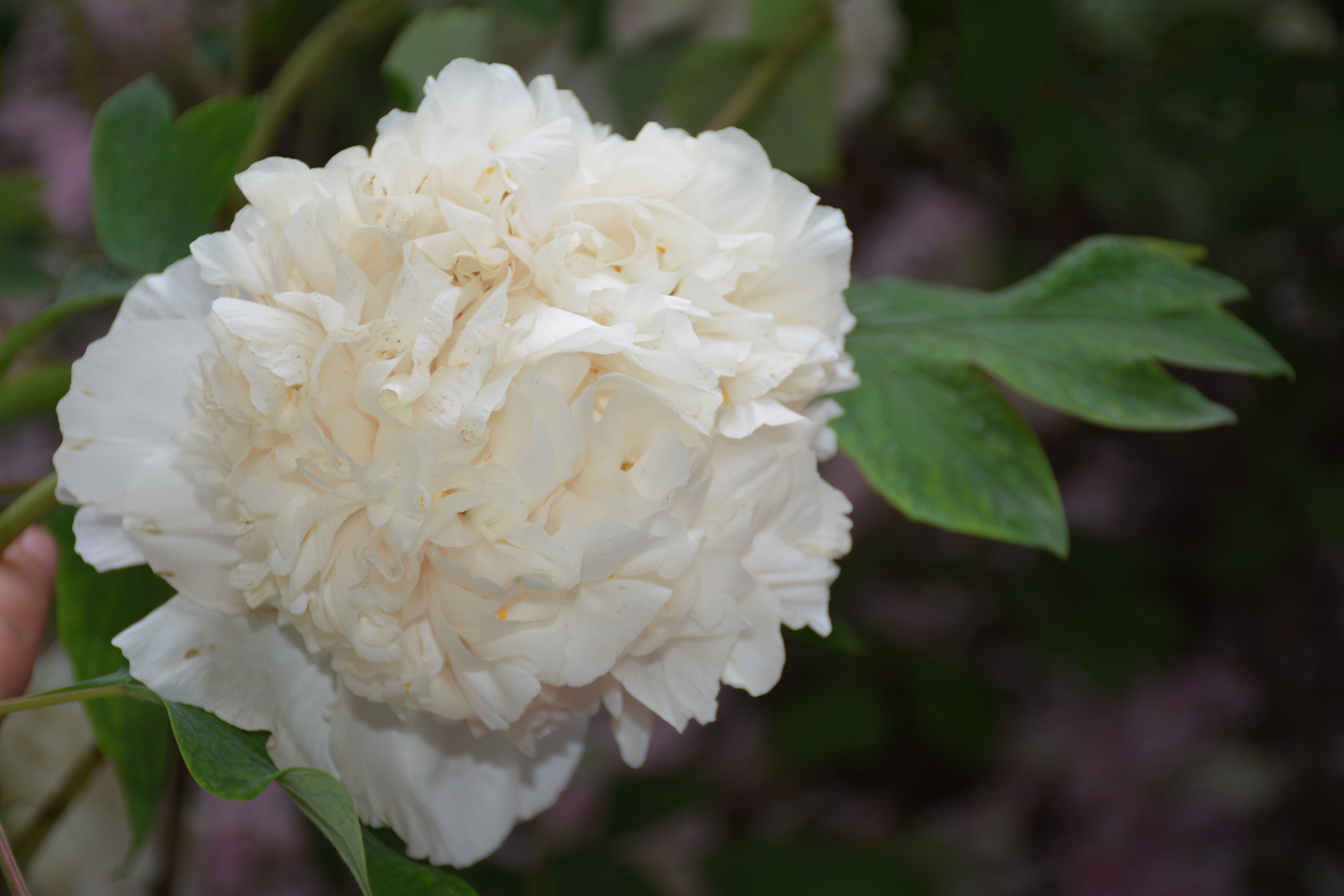 牡丹，熟悉而陌生——“花王”的前世今生，带你重新认识牡丹