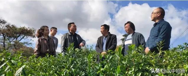 茶产业发展调研方案,调研茶叶产业发展