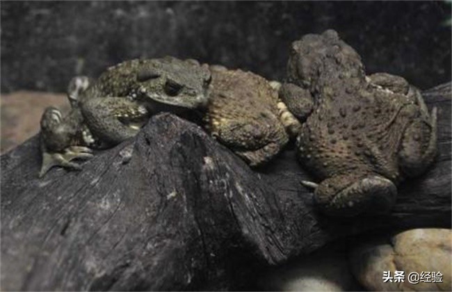 蟾蜍养殖技术下载,蟾蜍养殖技术