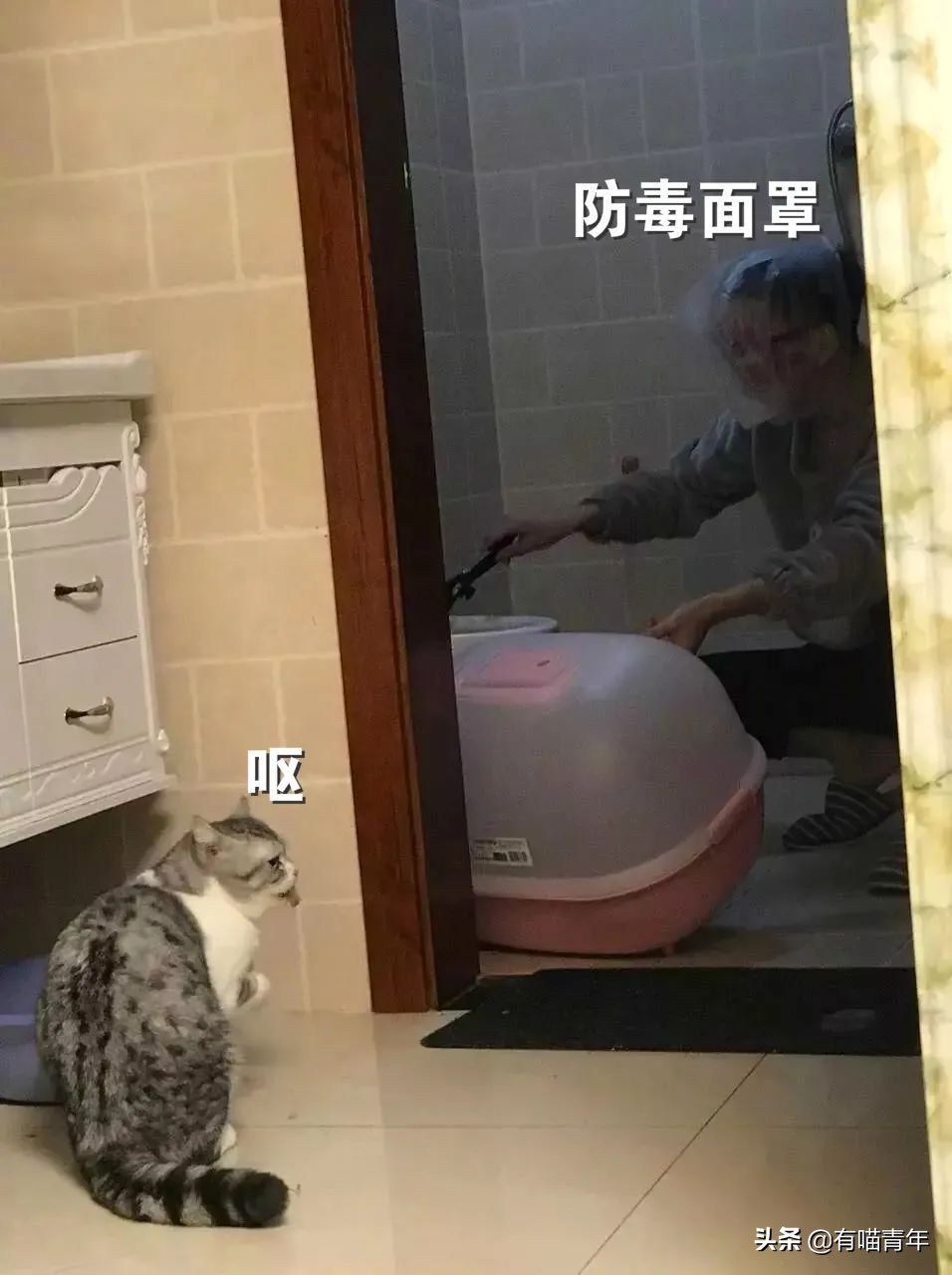猫咪拉屎姿势好笑,猫咪拉屎搞笑表情