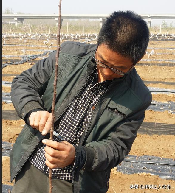 图说果树,自由纺锤形果树整形修剪视频