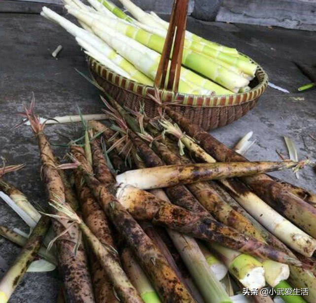 这种竹笋好吃,这种笋像熊猫一样剥着吃