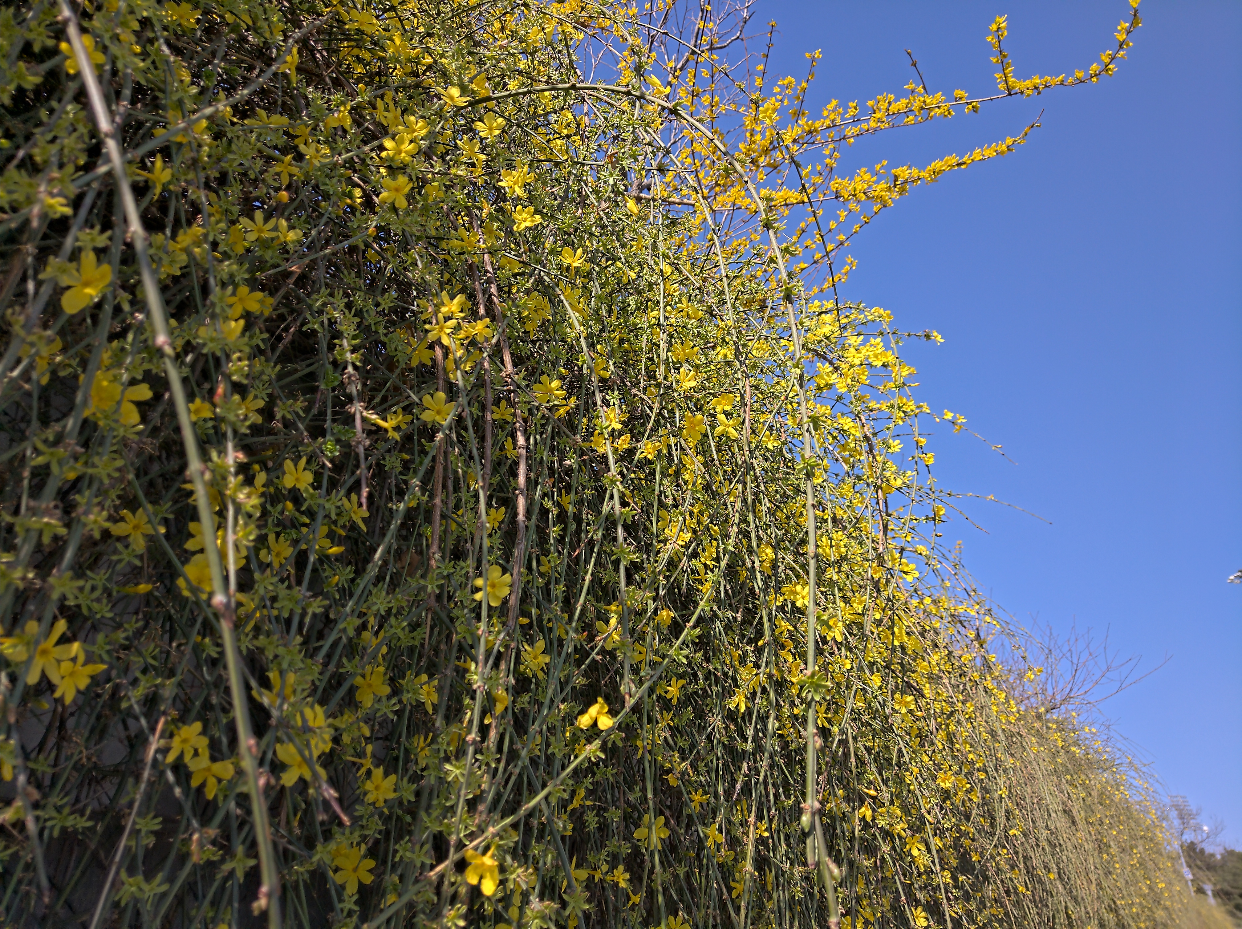 nokia9pureview拍照,nokia9pureview拍照强吗