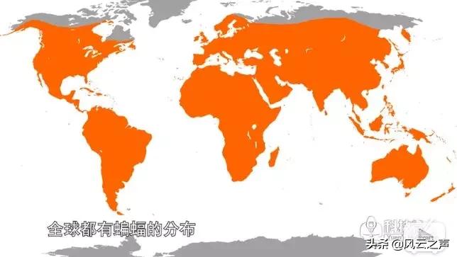我就是研究蝙蝠的，还被咬过很多次......|躺倒大自然第15期