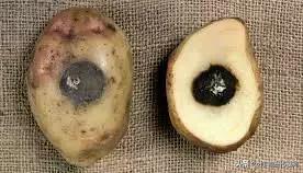 马铃薯黑胫病病害及防治方法,马铃薯常见病害有哪些